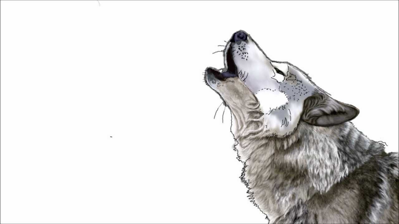 1280x720 The Howling Wolf - Howling Wolf Head Drawing