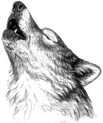 Howling Wolf Head Drawing at PaintingValley.com | Explore collection of ...