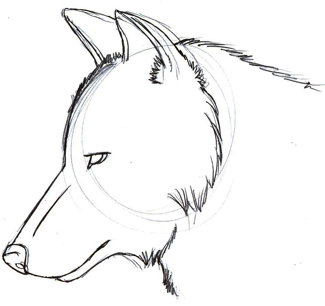 1066x1003 How To Draw A Wolf Head Howling With How To Draw A Howling Wolf - Howling Wolf Head Drawing
