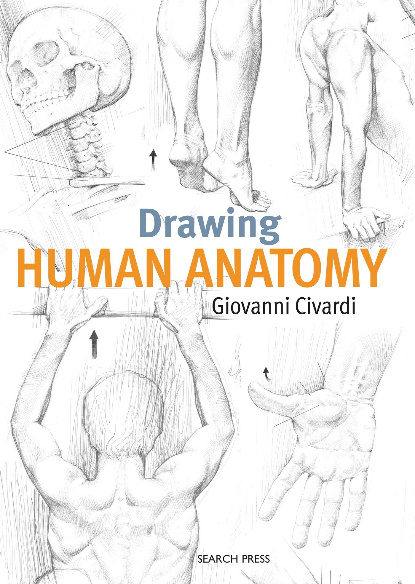 Anatomy Of The Body Drawing