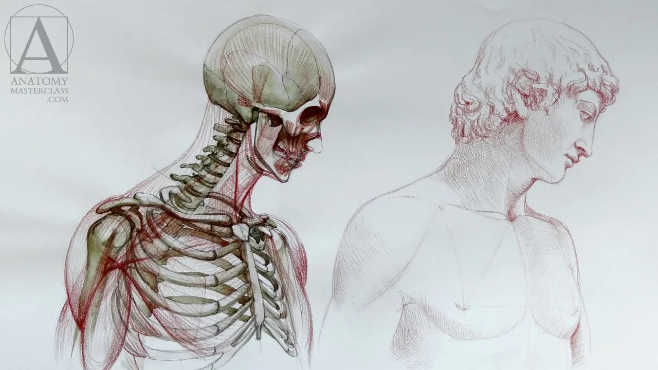 1280x720 Human Anatomy - Human Anatomy Drawing