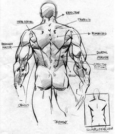 236x275 Best Drawing Male Anatomy Images Drawing Techniques - Human Anatomy Drawing