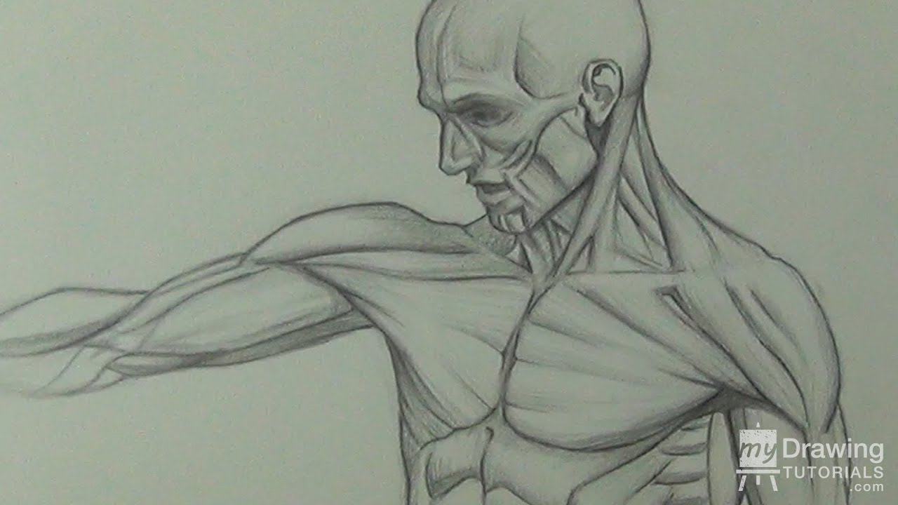 1280x720 Human Anatomy Figure Drawing - Human Anatomy Drawing