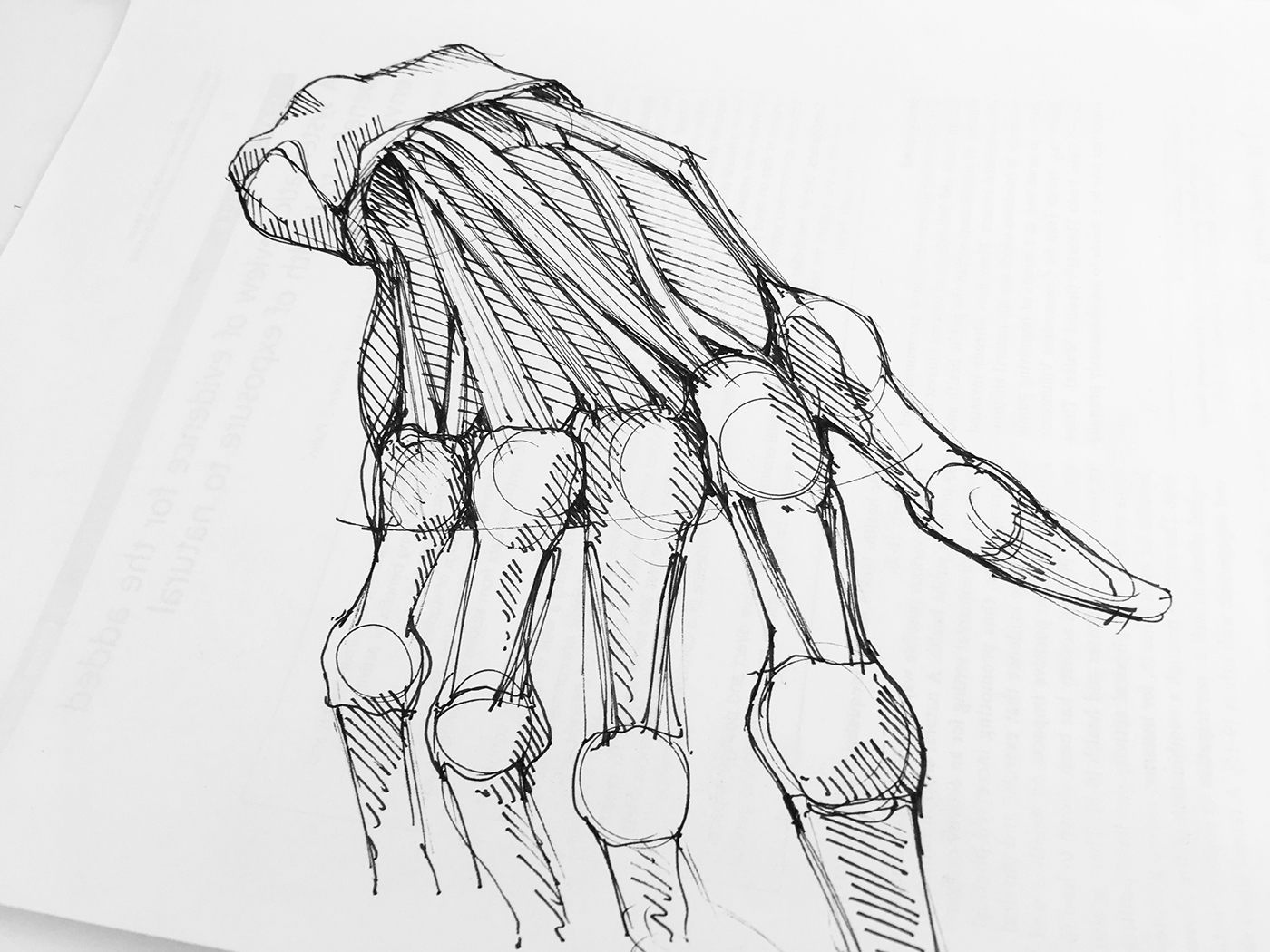 1400x1050 Human Anatomy Sketches On Behance - Human Anatomy Drawing