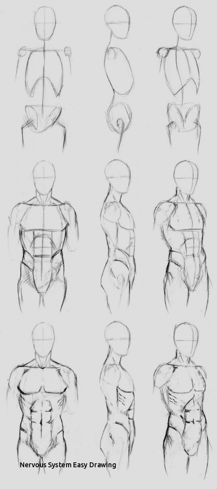 440x990 Nervous System Easy Drawing Wonderful Human Anatomy Drawing - Human Anatomy Drawing