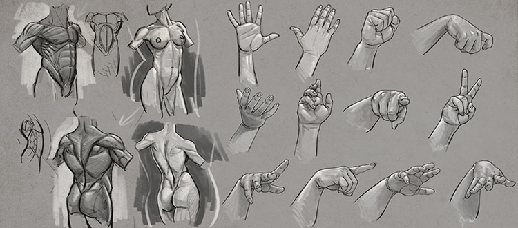 750x330 Anatomy Courses For Artists Best Online Courses To Study Human - Human Anatomy Drawing