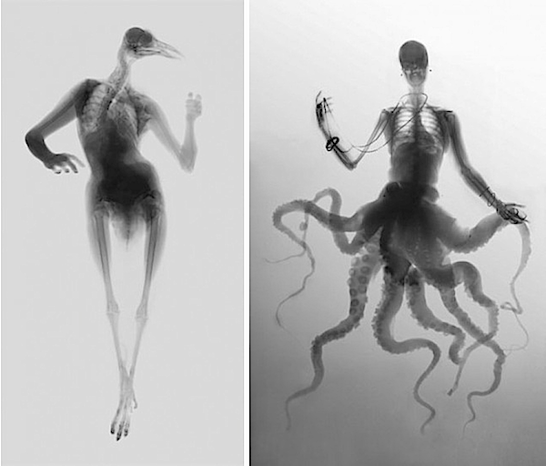 600x512 Human Animal Hybrid X Rays, Of Course Art To Ogle Art, Human - Human Animal Hybrid Drawing