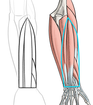 300x338 How To Draw Forearms Arm Anatomy For Artists Proko - Human Arm Drawing