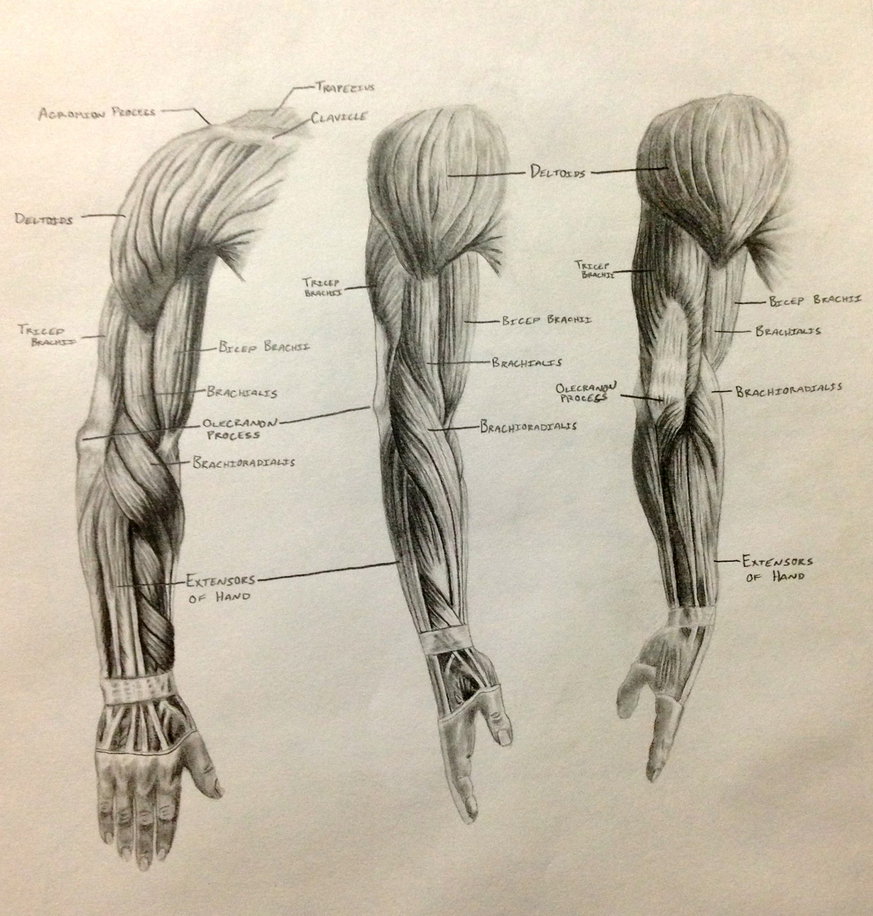 873x916 Arm Anatomy - Human Arm Drawing