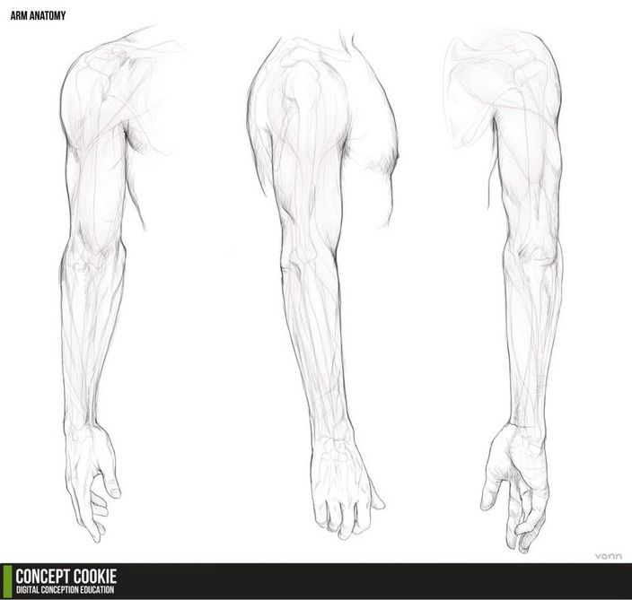704x669 Drawing Art People Arms Draw Hand Human Anatomy Muscles Biceps - Human Arm Drawing