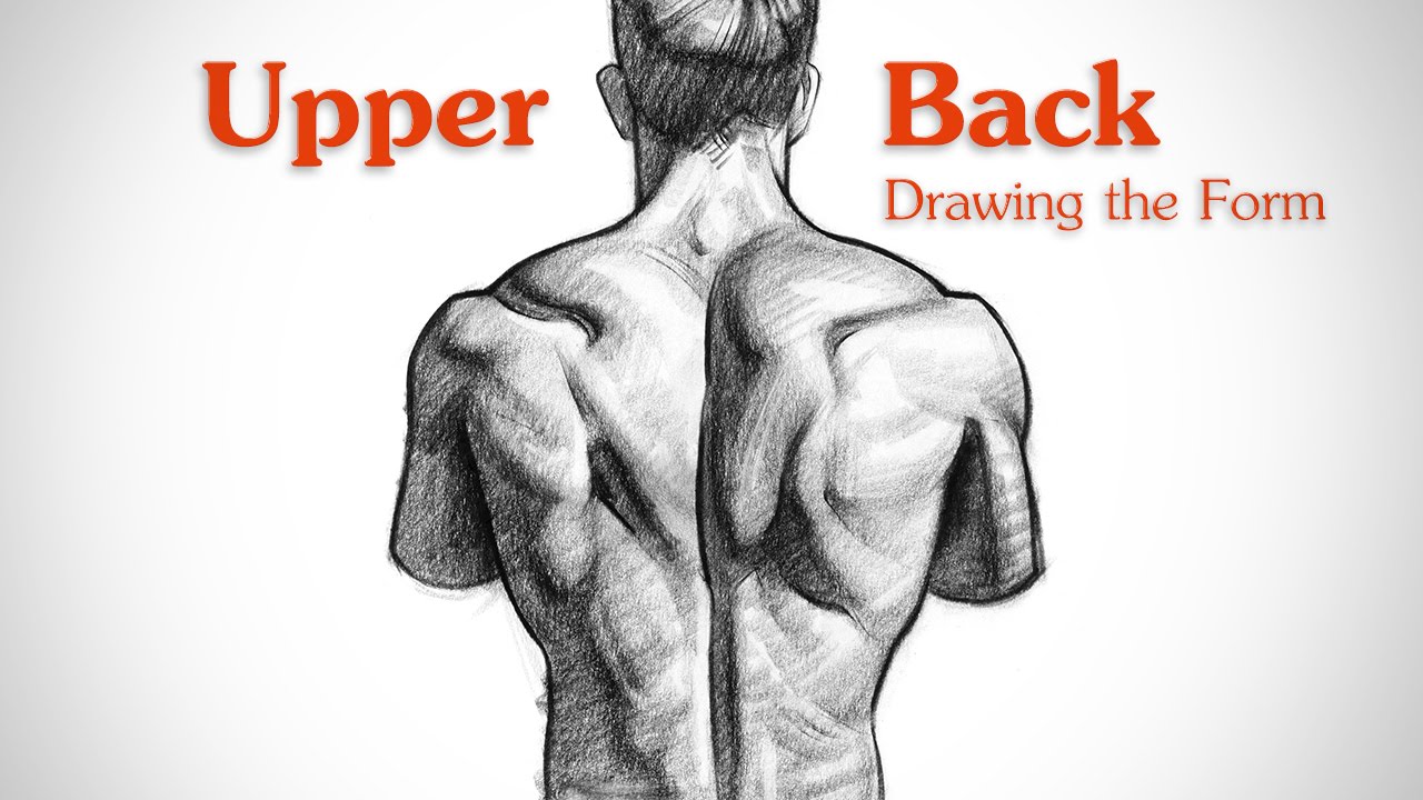 1280x720 How To Draw Upper Back Muscles - Human Back Drawing