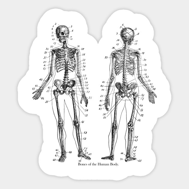 630x630 Human Skeleton - Human Back Drawing