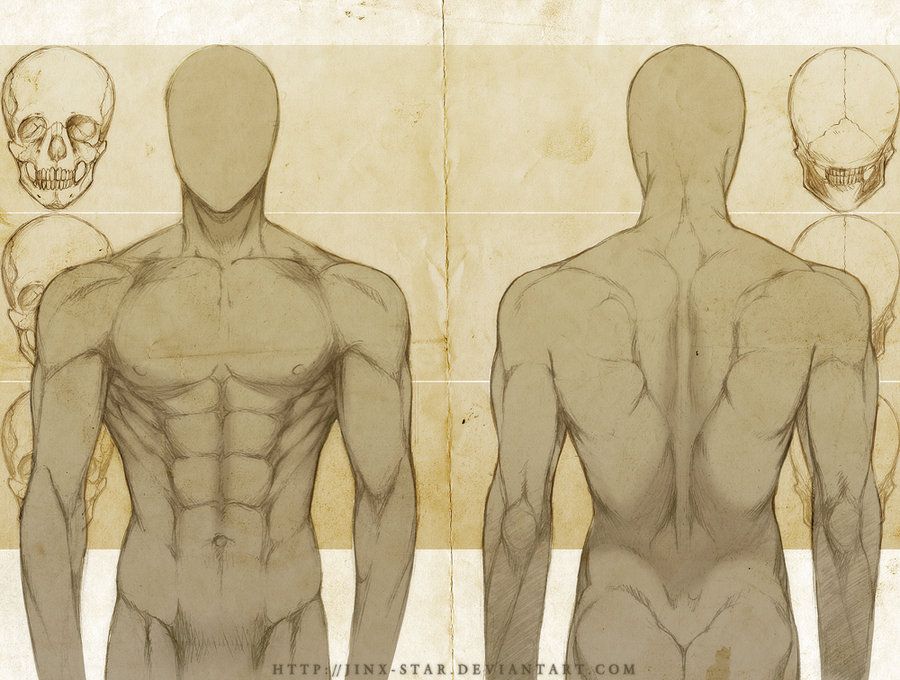 900x680 Male Anatomy Front + Back Study - Human Back Drawing