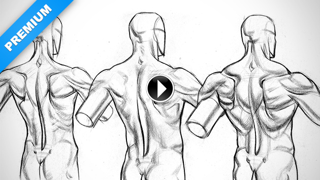 630x355 Physique Variations Of The Lower Back Muscles Proko - Human Back Drawing