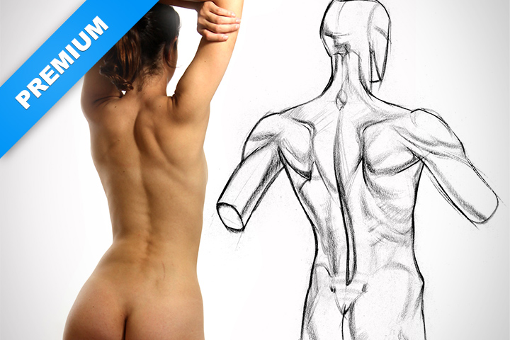 720x480 Physique Variations Of The Upper Back Muscles Proko - Human Back Drawing