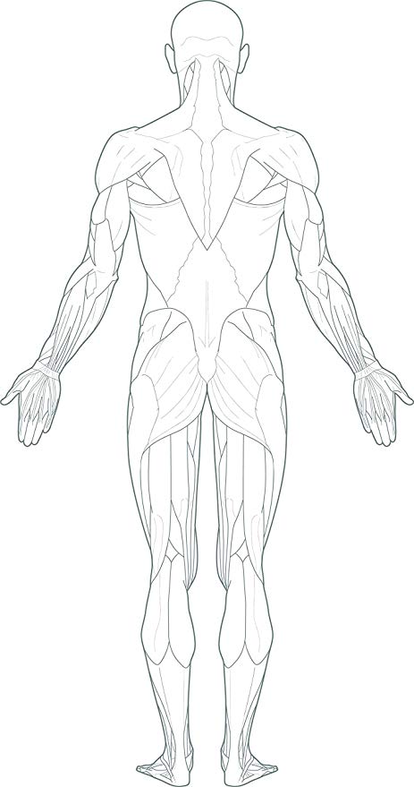Drawing Body Anatomy Max Installer