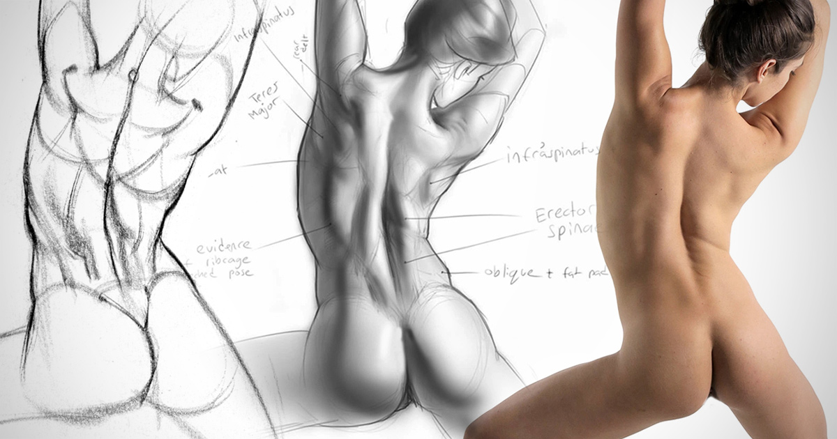 1200x630 Anatomy Drawing Critiques The Lower Back Proko - Human Body Anatomy Drawing