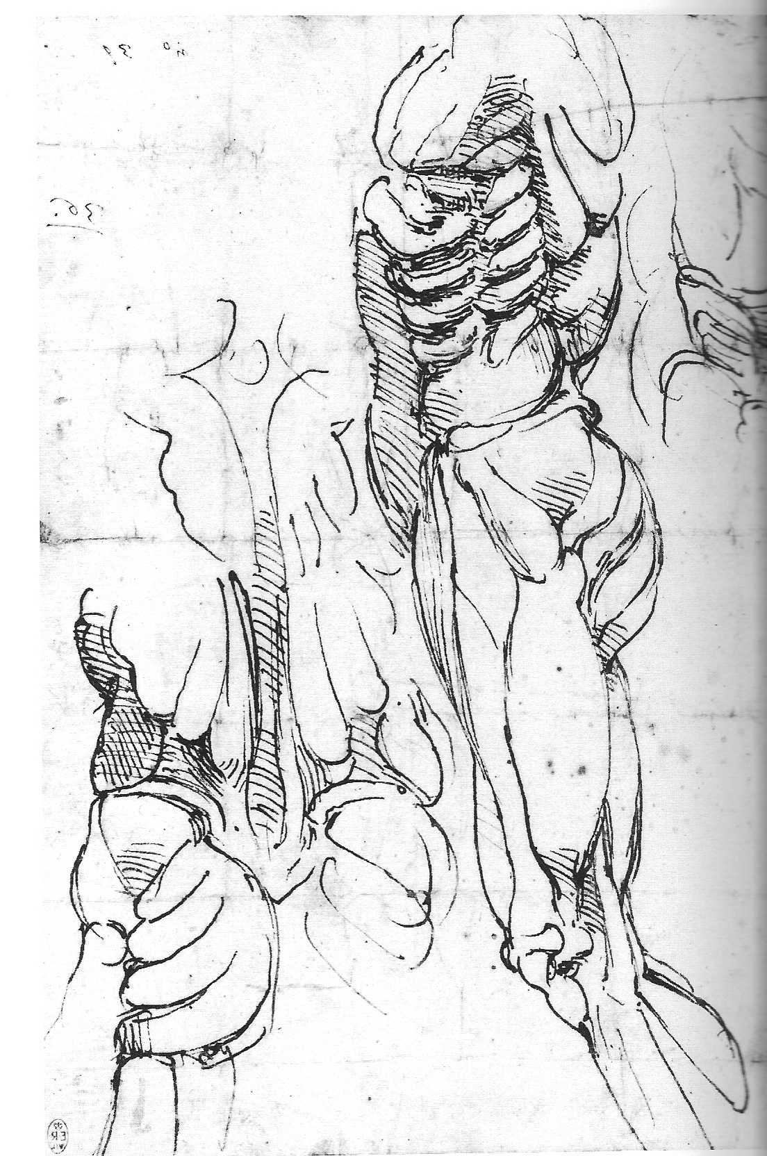 1104x1664 Anatomy Michelangelo Drawing Blood - Human Body Anatomy Drawing