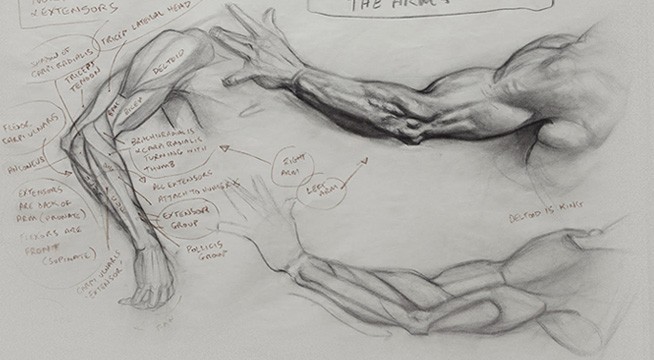 654x360 Cgma - Human Body Anatomy Drawing