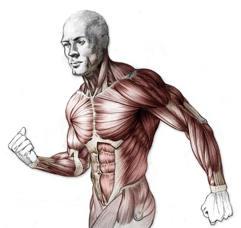 492x466 Anatomical Drawing Human Body Huge Freebie! Download - Human Body Anatomy Drawing