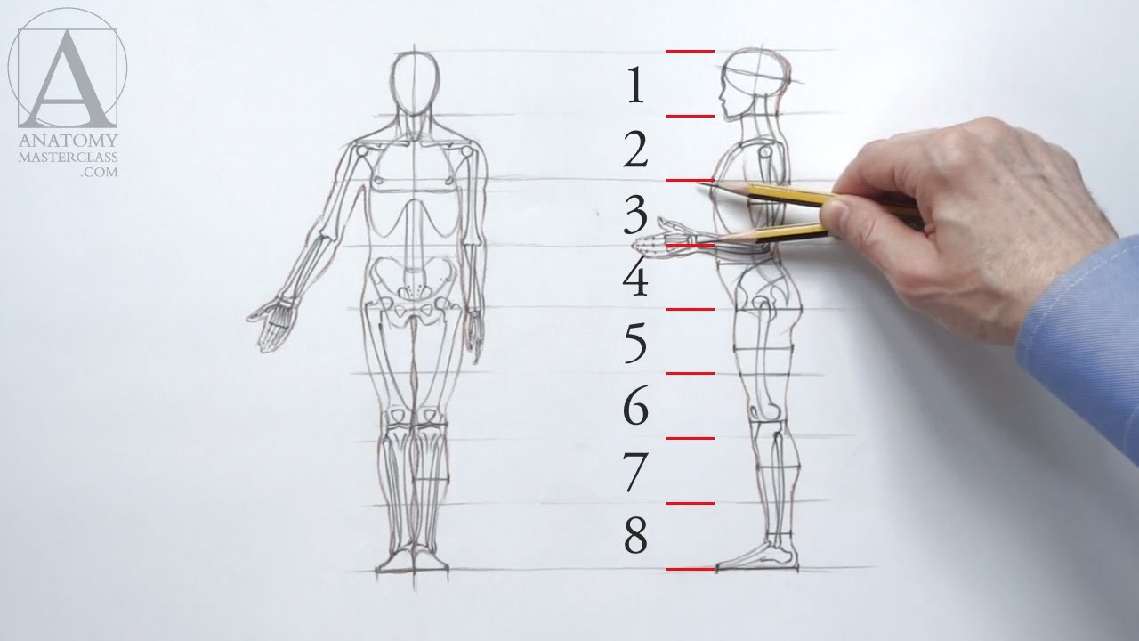 Anatomical Drawing Of Human Body - Anatomical Vector Illustration