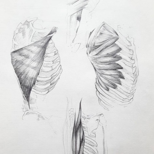 500x500 Human Body Drawing Tumblr - Human Body Anatomy Drawing