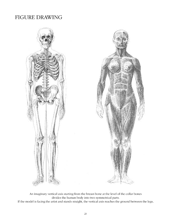 Human Body Anatomy Drawing At Paintingvalley Com Explore Collection Of Human Body Anatomy Drawing