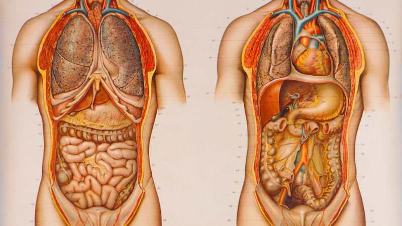 800x450 A Brief History Of The Body Told Through Eye Popping Drawings - Human Body Anatomy Drawing