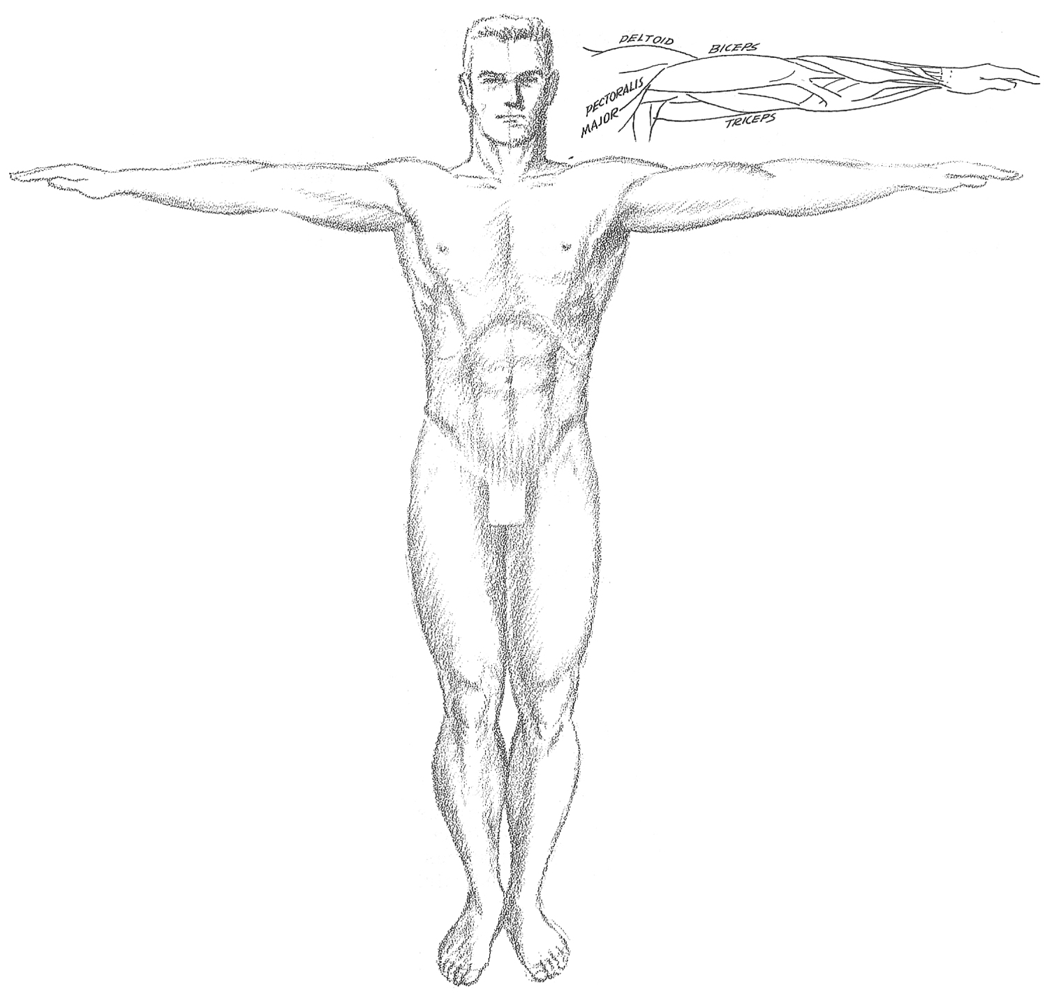1500x1428 How To Draw The Human Torso And Chest - Human Body Drawing