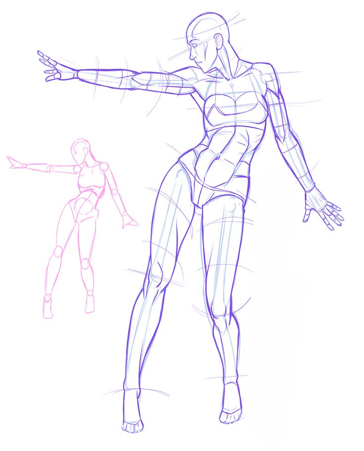 736x910 Free Drawing Reference - Human Body Drawing Reference