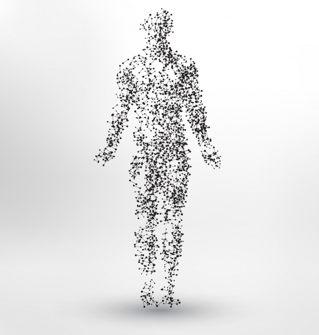 626x658 Body Vectors, Photos And Free Download - Human Body Line Drawing