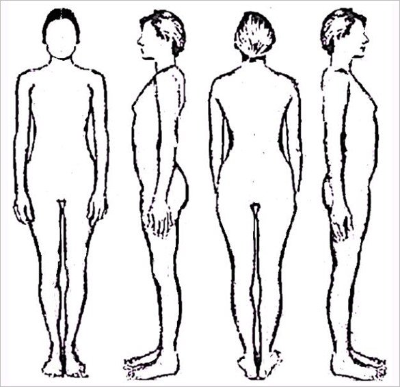 585x566 Drawing Of Human Body Front And Back - Human Body Line Drawing