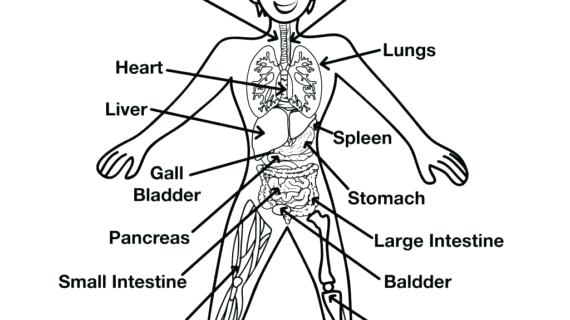 human anatomy drawing with labels