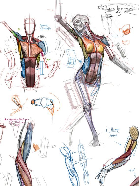 564x752 How To Drawsketch The Anatomy Human Body, Muscles And Other Body - Human Body Parts Drawing