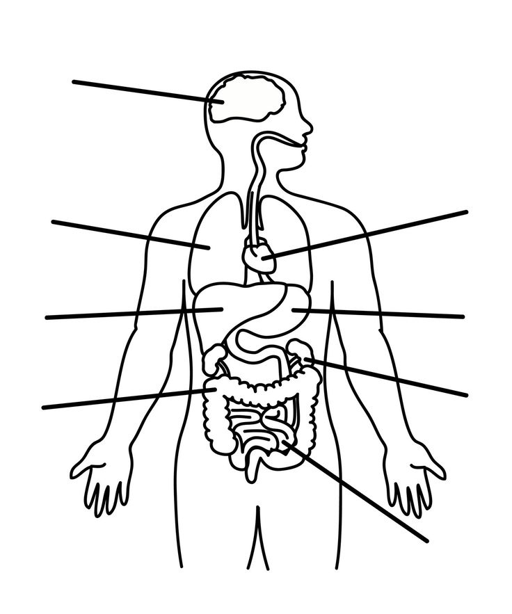 body parts drawing