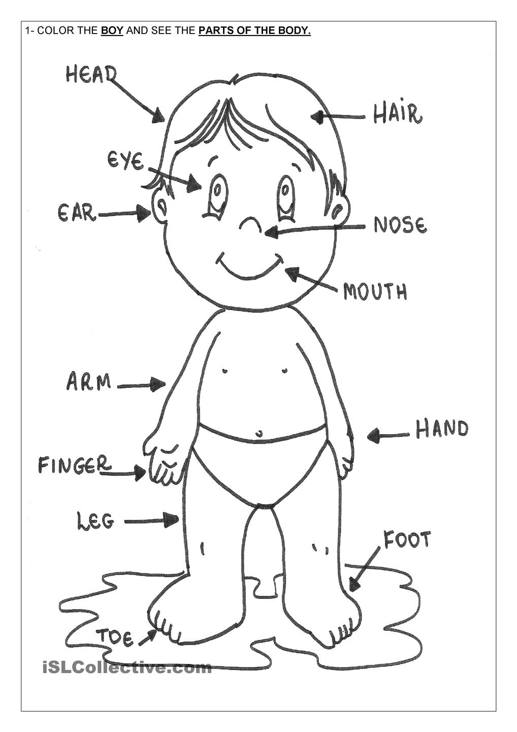 Body Parts Chart For Toddlers