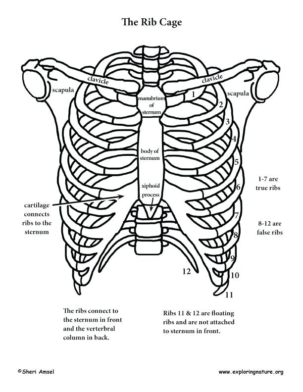 drawing of a body parts