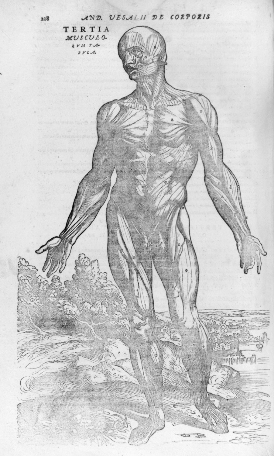 902x1500 De Humani Corporis Fabrica - Human Body Structure Drawing