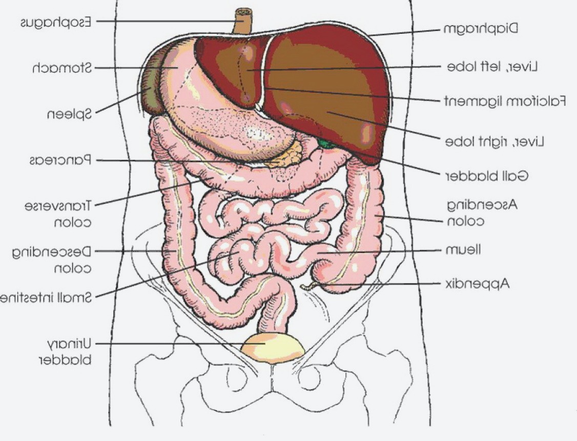 Расположение внутренних органов мужчины в брюшной полости. Анатомия органов брюшной полости. Анатомия внутренних органов брюшной полости женщины. Брюшная полость анатомия строение внутренних органов. Схема расположения органов брюшной полости.
