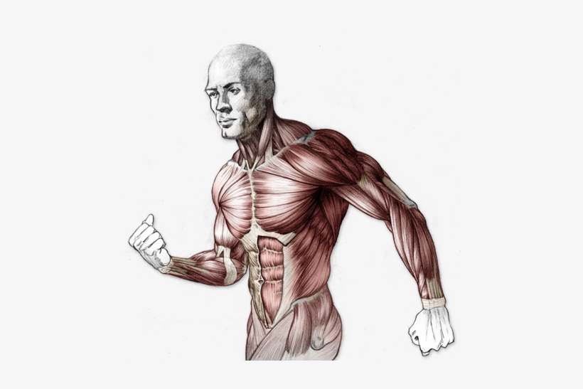 820x547 png freeuse library structure drawing human body - Human Body Structure Drawing