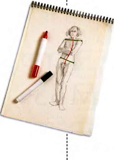 367x513 The Female Torso - Human Body Structure Drawing