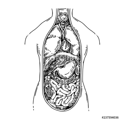 500x500 anatomy the structure of the human body internal human organs - Human Body Structure Drawing