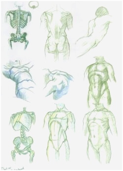 250x349 Anime Body Sketch Best Of Drawing Human Anatomy For Beginners Good - Human Body Structure Drawing