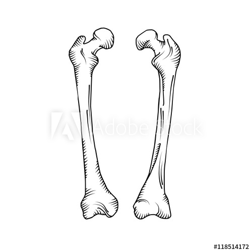 500x500 Hand Drawn Realistic Human Bones - Human Bones Drawing