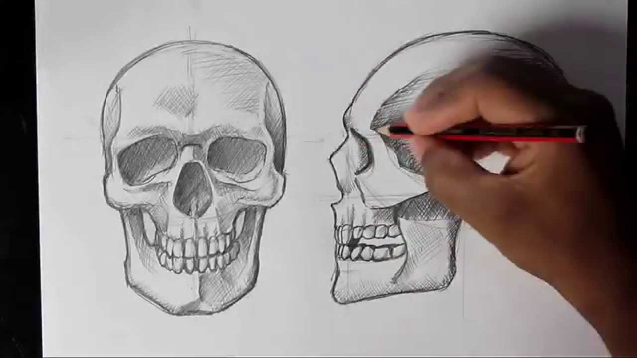 1280x720 how to draw human skull frontprofile human anatomy - Human Bones Drawing