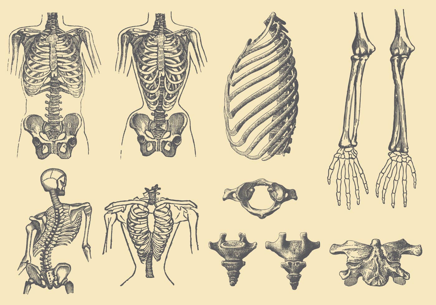 1400x980 Human Bones And Deformations - Human Bones Drawing