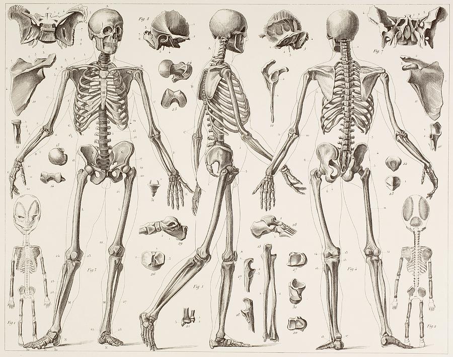 900x709 skeleton of a fully grown human, after drawing - Human Bones Drawing
