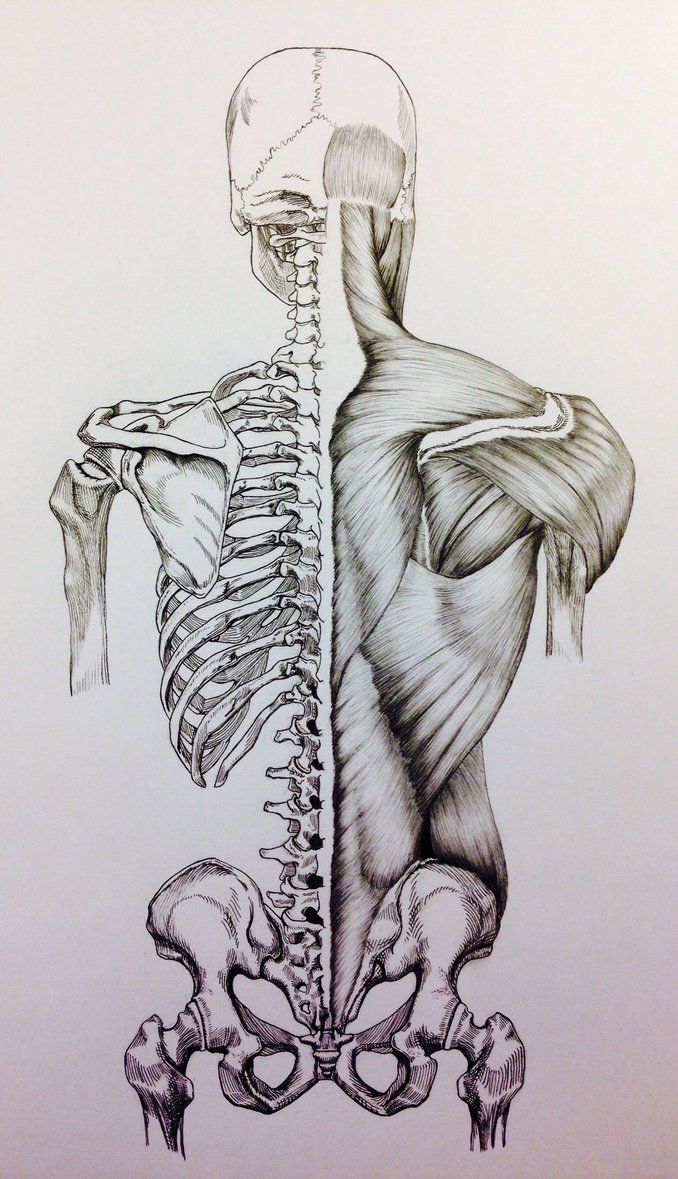 678x1179 skull to pelvis back bonesmuscles - Human Bones Drawing