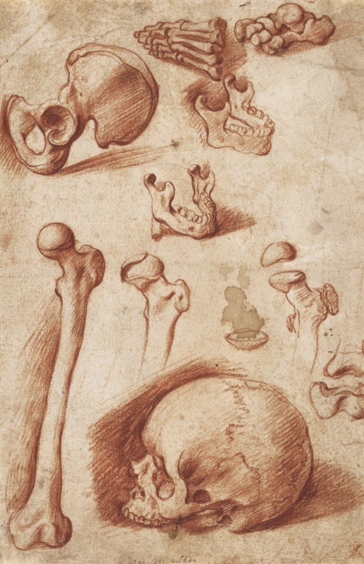 517x800 Studies Of Human Bones, N D Crocker Art Museum - Human Bones Drawing