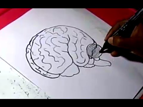 480x360 How To Human Brain Drawing For Kids Step - Human Brain Drawing